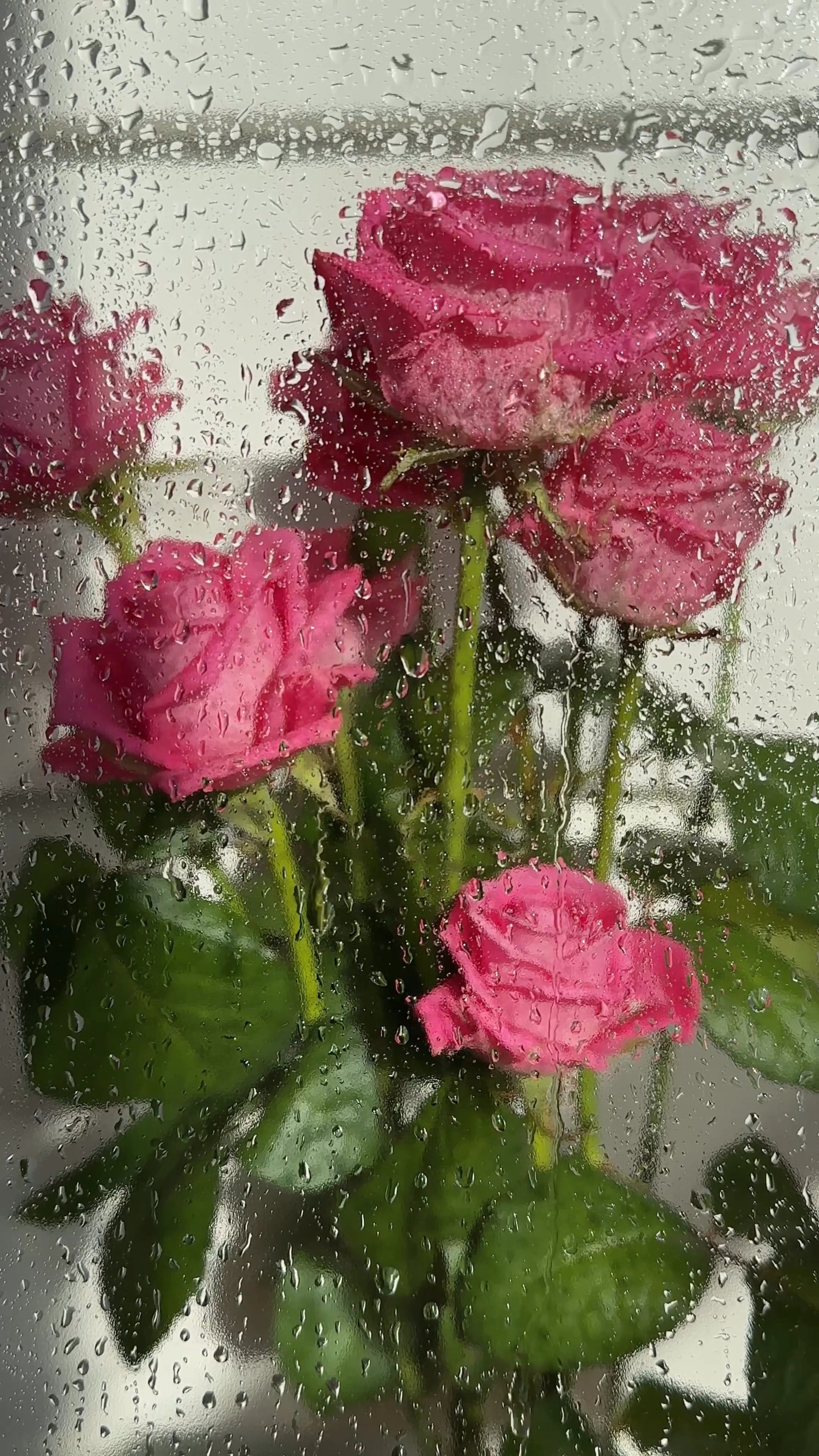 Pink roses behind a glass with raindrops